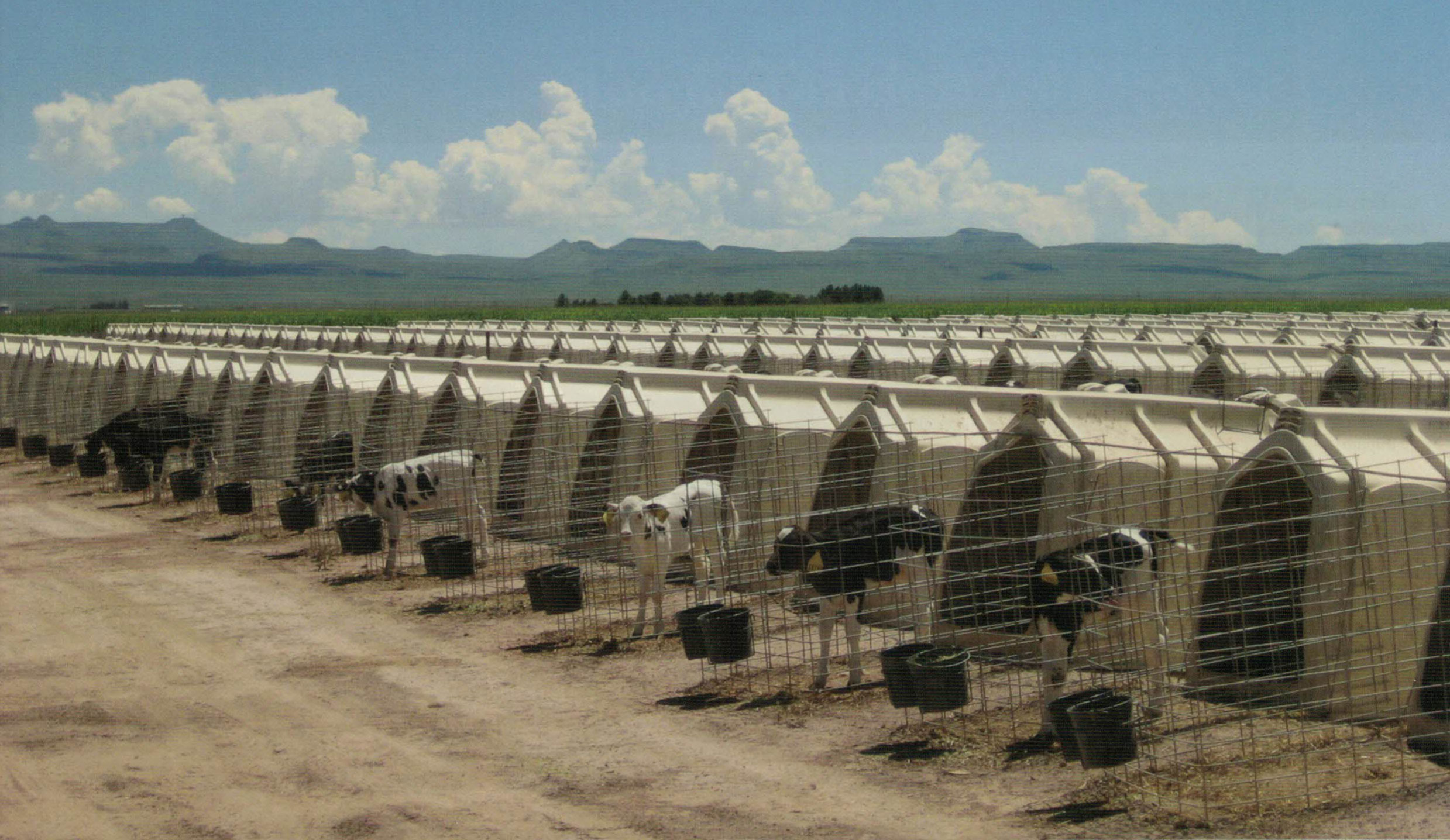 Calf Housing